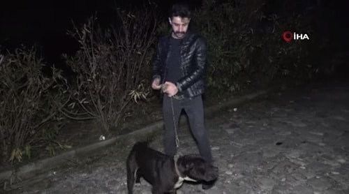 Ormanlık Alandan Tecavüz Girişimine Uğrayan Kadını Köpek Kurtardı