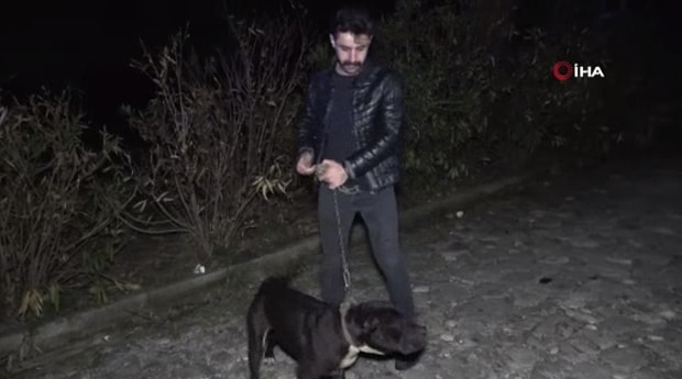 Ormanlik Alandan Tecavuz Girisimine Ugrayan Kadini Kopek Kurtardi