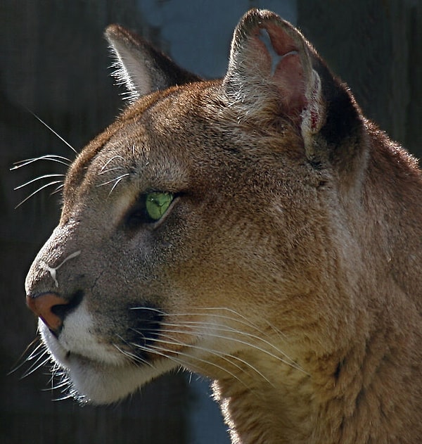 10. Puma на пуме