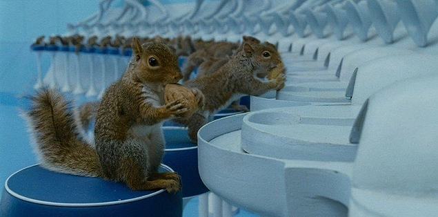 "Charlie'nin Çikolata Fabrikası" (2005), filminde CGI teknolojisi kullanmak yerine, 40 gerçek sincabı 19 hafta boyunca bir tabureye oturup kuruyemişleri kırıp taşıyıcı bantlara bırakmaları için eğitmişler.