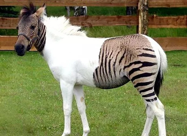 Bir zebra ve midilli melezi