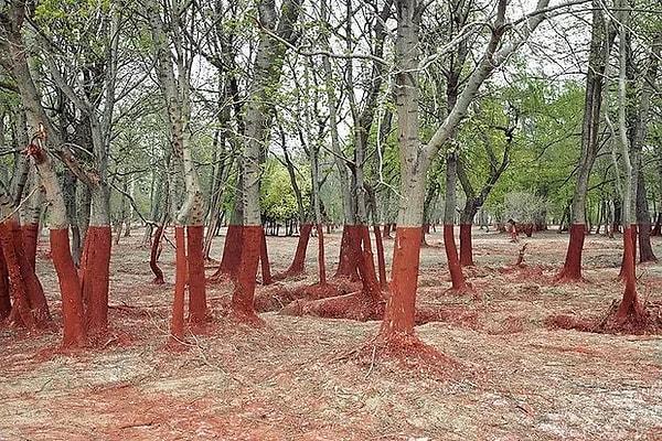 25. Batı Macaristan'da zehirli atık dökülmesinin ardından ağaçlar
