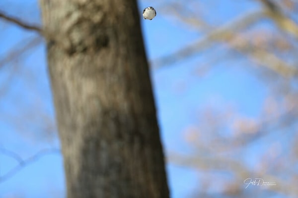 2. Кажется, фотографировать птиц - это не мое призвание