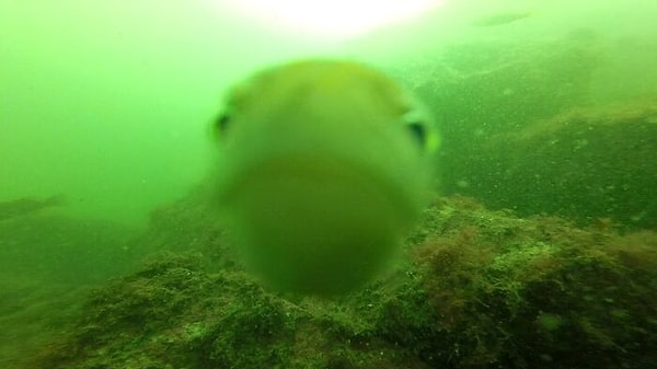 8. Встречайте! Лучшая фотография рыбы, которую я когда-либо делал