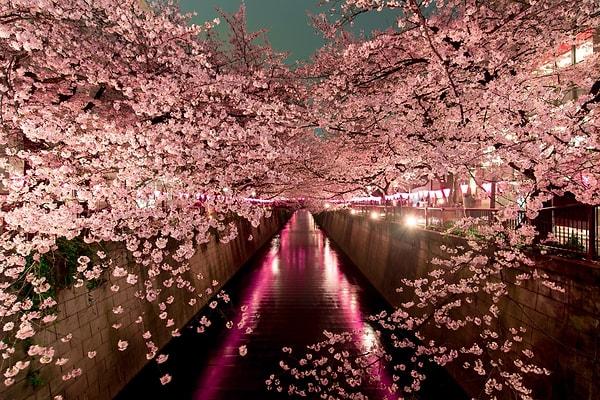 Japonya’da olamasak da bilgisayarımda arka fonda Sakura çiçekleri görüntüsüne bakarken dedim ki: