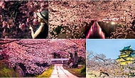 Özge Selçuk Bozkurt Yazio: Sakura Zamanı