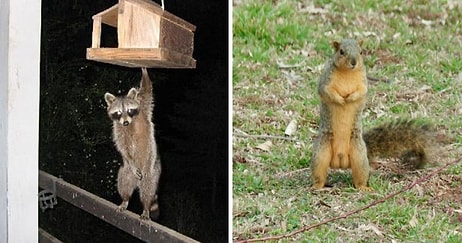 Люди делятся самыми убогими фотографиями дикой природы, и это уморительно