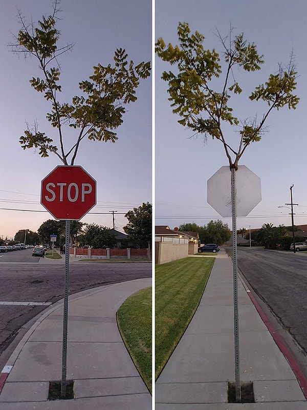 6. Это дерево выросло внутри знака STOP