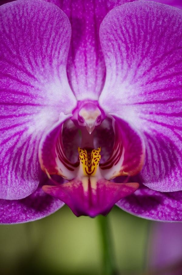 4. Pembe renkli Moth Orchid uçan bir kuşa benziyor. Dikkatli bakarsanız gagasını bile görebilirsiniz.