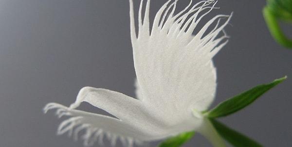 6. Kağıttan yapılmış bir kuşa benzeyen bu çiçek sadece Çin, Japonya, Kore ve Rusya'da yetişiyor.