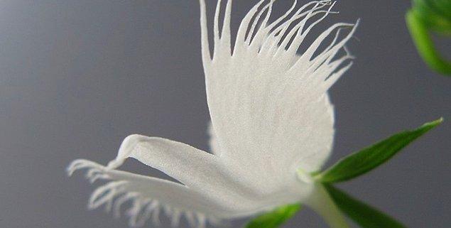 6. Kağıttan yapılmış bir kuşa benzeyen bu çiçek sadece Çin, Japonya, Kore ve Rusya'da yetişiyor.