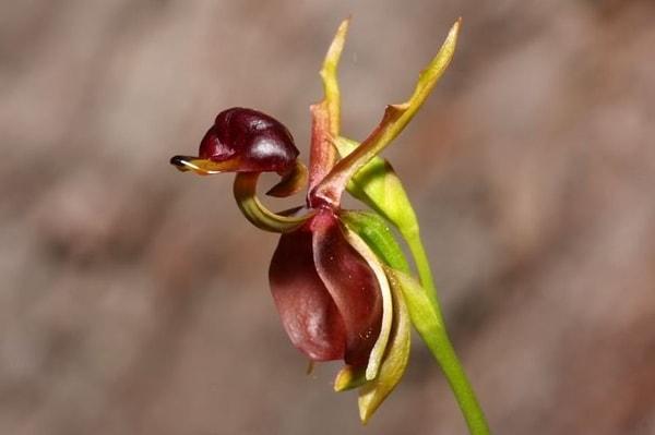 10. Bir orkide türü olan bu bitkinin ismi ise uçanördek.