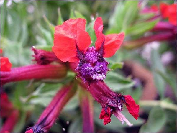 12. Meksika’ya özgü olan bu çiçek cinsi, koyu mor bir yüze ve yarasalara benzeyen siyah loblara sahip.