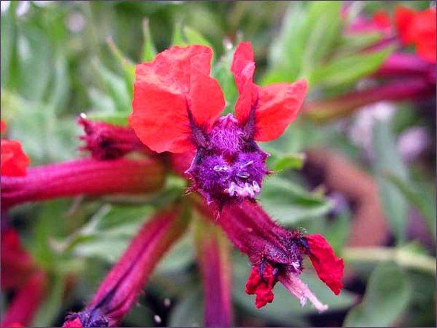 12. Meksika’ya özgü olan bu çiçek cinsi, koyu mor bir yüze ve yarasalara benzeyen siyah loblara sahip.
