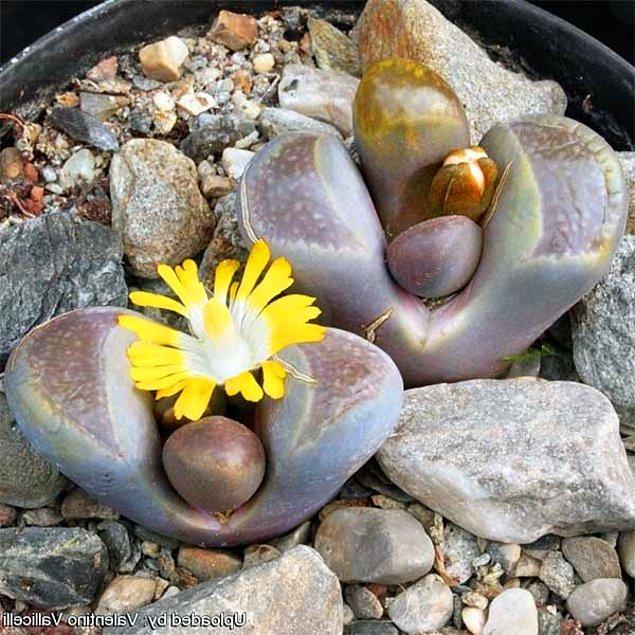 13. Güney Afrika’ya özgü olan Lithops Weberi çiçeği kuraklık veya kötü havalarda, çevrenin etkilerinden korunmak için toprağa girebilir.