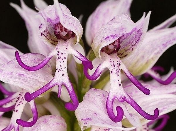 15. Çıplak Adam Orkidesi (Orchis Italica) İtalyan orkidesi olarak da bilinir ve Akdeniz orkidesi türüdür.