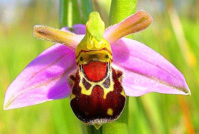 17. Ana vatanı Singapur olan ve binlerce yabani türü bulunan Yabanarısı Orkidesi (Ophrys bomybliflora), İngilizler tarafından Singapur’dan tohumları alınarak tüm Dünya’ya dağıtılmıştır.
