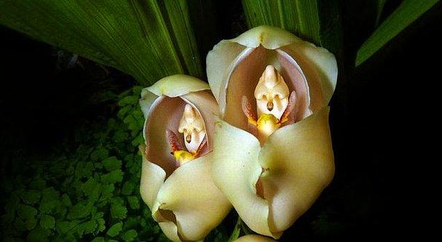 18. Bu çok tatlı ve sevimli küçük lale orkidenin lakabı kundaklanmış bebeklerdir.