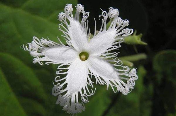 20. Muhteşem görünüşlü kadupul çiçekleri sadece orta ve güney Amerika'da yetişen bir kaktüs. Onu görmeniz çok zor çünkü çiçekleri sadece gece açıyor.