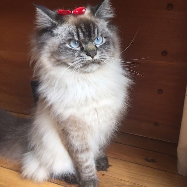 Kedi