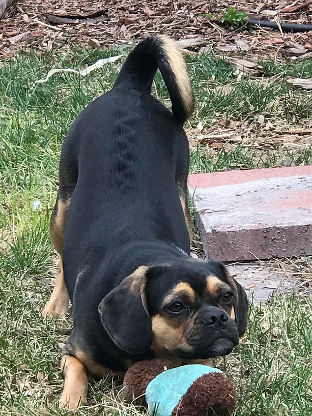 2. "Köpeğimin tüyleri zikzak şeklinde."