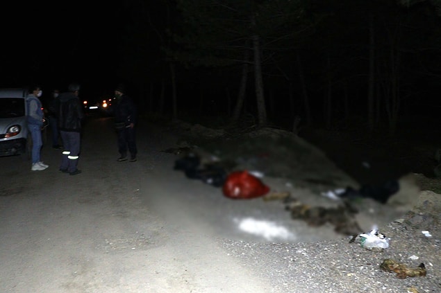 Sayıları 30'u bulan köpeklere damar yolu açılmış