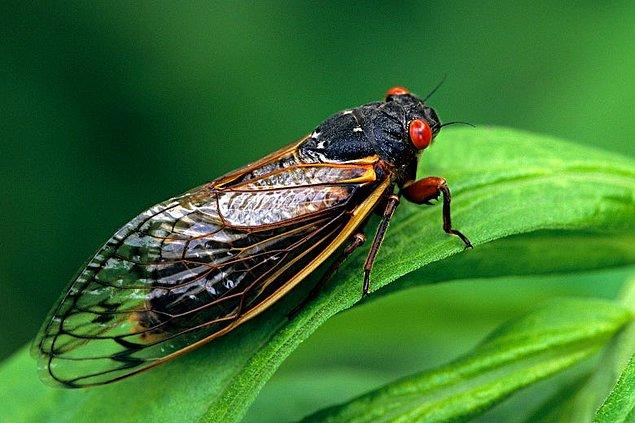 1. Ağustos böcekleri tüm hayatları boyunca aktiftirler.