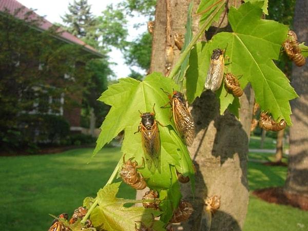 3. Ağustos böcekleri zamanı takip edebilmek için ağaçları kullanır.