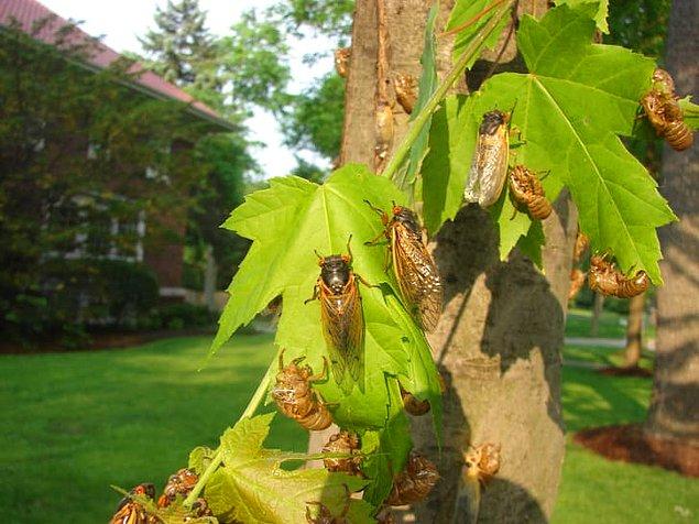 3. Ağustos böcekleri zamanı takip edebilmek için ağaçları kullanır.