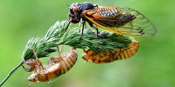 15. Ağustos böcekleri en uzun süre yaşayan böceklerden biridir.