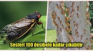 17 Yılda Bir Topraktan Yeryüzüne Çıkan 'Brood X' Ağustos Böceği Sürüsüyle İlgili Birbirinden İlginç Bilgiler