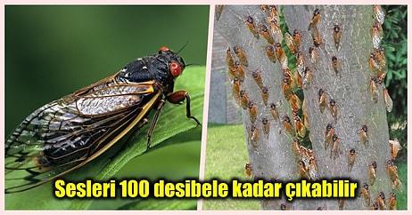 17 Yılda Bir Topraktan Yeryüzüne Çıkan 'Brood X' Ağustos Böceği Sürüsüyle İlgili Birbirinden İlginç Bilgiler