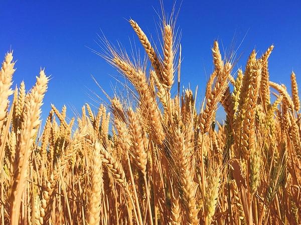 1. Buğday ve Arpa Testi