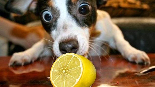 8. Limon
