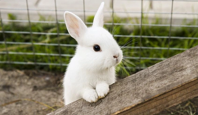 Tavşan sözcüğü, Eski Türkçede tavıştan geliyor.