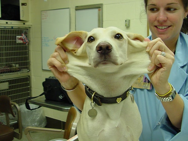 8. Хоть бери, и лепи с него пирожки