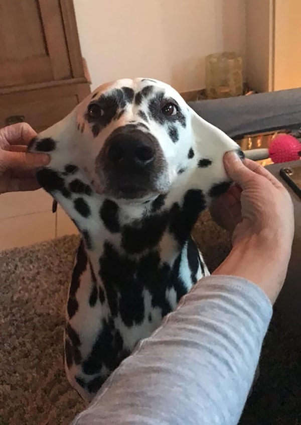 9. Пятнистый собакен делает растяжку