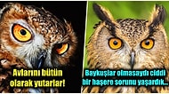 Baykuşlarla İlgili Daha Önce Hiçbir Yerde Duymadığınız 15 Şaşırtıcı Gerçek