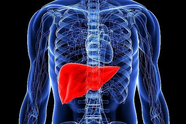 Karaciğeriniz vücudunuzdaki toksinlerden kurtulmanıza yardımcı olan ve aldığınız ilaçları sindirmenizi sağlayan en önemli organlardan biridir.