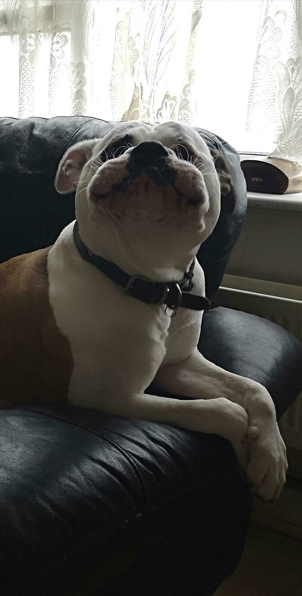 2. Лицо, которое он делает, когда собирается лаять