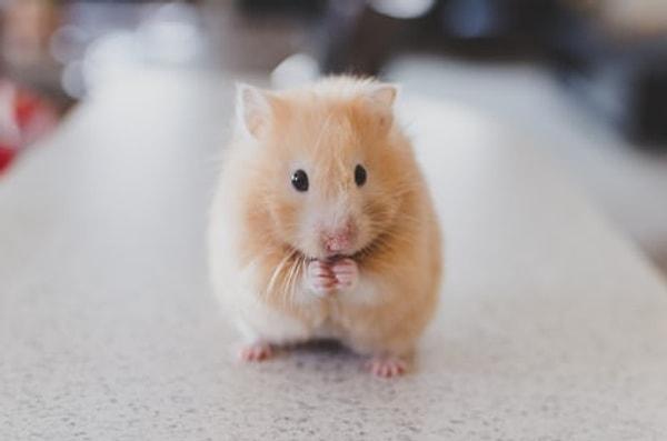 Örneğin bilim insanlarının fareler üzerinde yapmış olduğu bir deneye göre dopamin seviyesi düşük olanlar az efor ve az yemeği tercih ederlerken yüksek olanlar fazla çalışarak daha fazla yemeği tercih etmişlerdir.