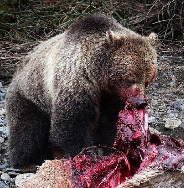 4. Geyik avladıktan sonra afiyetle yiyen bir boz ayısı: