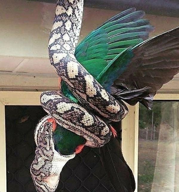 1. Devasa bir papağanı hiç acımadan avlayan bu yılan: