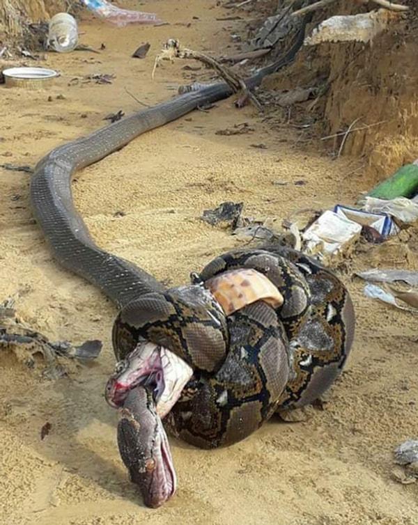 12. Birbirlerini öldürmeye çalışan yılanlar: