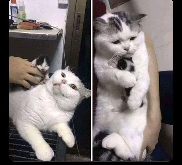 4. Стерилизованная кошка держит котенка, которого приютили с улицы