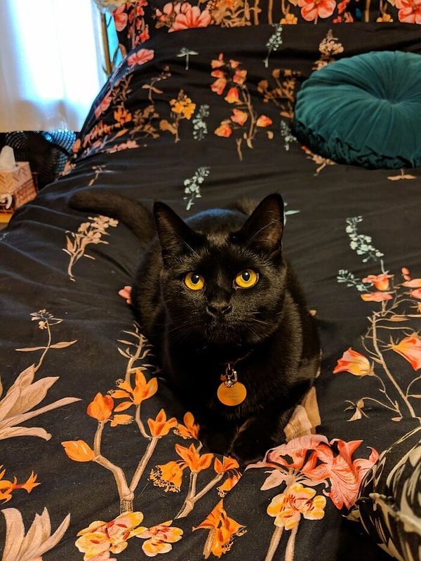 5. Поехал приютить рыжего кота, а в конечном итоге завел котика с оранжевыми глазами