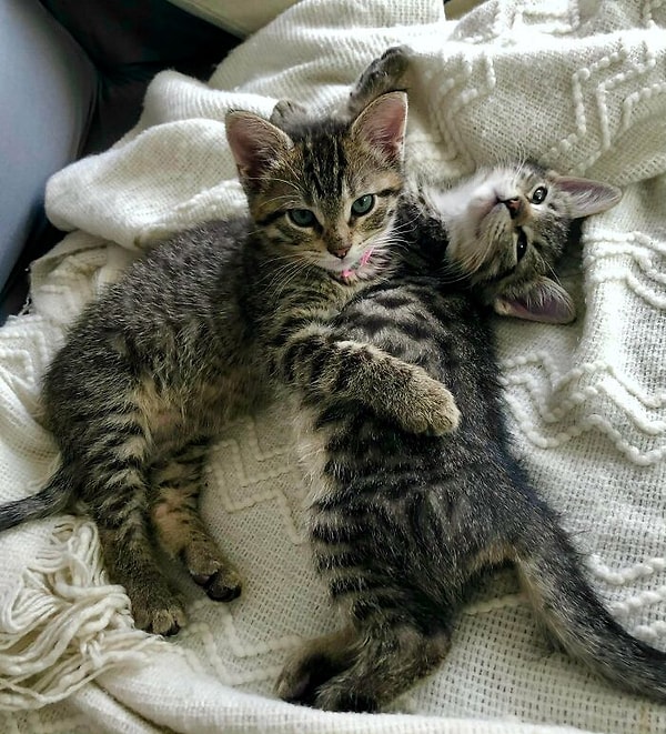 7. У меня не было выбора, мне пришлось приютить их двух, так как они неразлучны