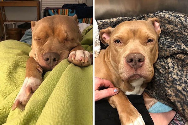 10. Я много лет мечтала завести питбуля. Как-то к нам в приют сдали эту девочку, и я поняла, что это судьба