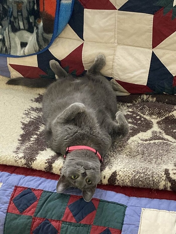 13. Взяли этого масика с улицы, и понесли его в наш дом. Кажется, ему здесь нравится