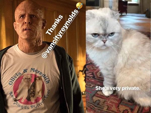 3. Deadpool 2'de (2018), Wade "Olivia ve Meredith. En İyi Arkadaşlar Purrrr-Ever" yazan bir tişört giyiyor. Tişörtteki iki kedi Taylor Swift'e ait ve yapım ekibi fotoğrafı kullanmak için kendisinden izin almış.